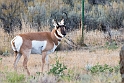 Pronghorn Antelope_YST1501